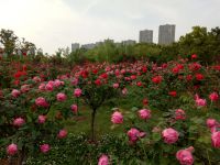 hefei_nanyanpark_flower_spring_2019_6