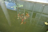 south_campus_1_fish_in_small_pool_at_south_gate_summer_2017_3