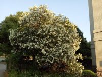 south_campus_1_flower_tree_near_foreign_exchange_student_quarters_summer