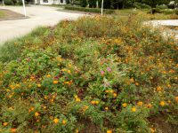 south_campus_1_flowers_atumn_2017_01