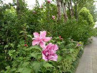 south_campus_1_flowers_summer_2017_19