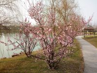 south_campus_1_spring_flower_tree_01