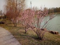 south_campus_1_spring_flower_tree_03