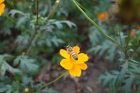 south_campus_2_autumn_flowers_bee_7