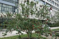 south_campus_2_berry_tree_autumn_2017