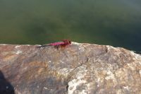 south_campus_2_dragonfly_near_east_lake_summer_2017_2