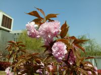 south_campus_2_flowers_spring_2019_13