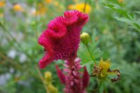 south_campus_2_flowers_summer_2017_6