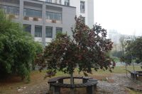 south_campus_2_rainy_day_winter_2020_tree_1