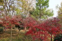 south_campus_2_red_autumn_leaves_1