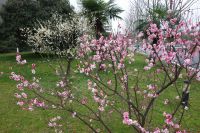 south_campus_2_spring_2018_flowers_1