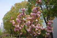 south_campus_2_spring_2020_flowers_34