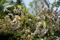 south_campus_2_spring_2020_flowers_36