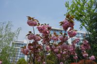 south_campus_2_spring_2020_flowers_37