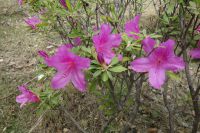 south_campus_2_spring_2020_flowers_52