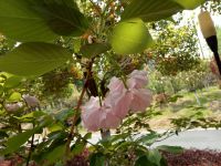 south_campus_2_spring_flowers_12