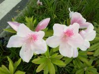 south_campus_2_spring_flowers_13