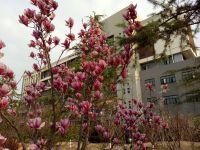 south_campus_2_spring_flowers_5