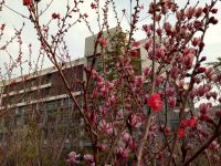south_campus_2_spring_flowers_7