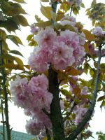 hefei_flower_tree_03