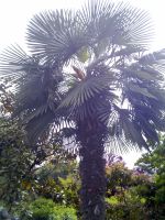 hefei_palm_tree_02