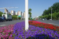 hefei_road_flowers_2019_spring