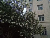 south_campus_1_evening_summer_flower_tree_foreign_exchange_student_quarters