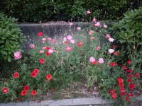 south_campus_1_evening_summer_flowers_2
