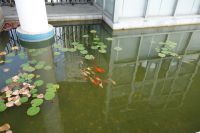 south_campus_1_fish_in_small_pool_at_south_gate_summer_2017_1