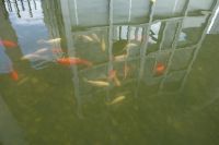 south_campus_1_fish_in_small_pool_at_south_gate_summer_2017_2