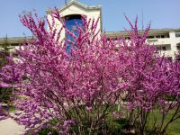 south_campus_1_flowers_spring_2019_3