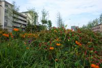 south_campus_1_flowers_summer_2017