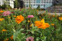 south_campus_1_flowers_summer_2017_7