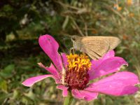 south_campus_1_moth_sipping_nectar_from_flower_autumn_2017_2