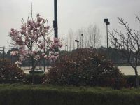 south_campus_1_spring_flower_tree_04