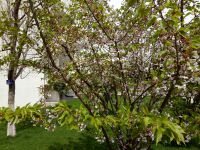 south_campus_1_spring_flower_tree_07