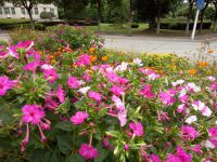 south_campus_1_summer_flowers_2