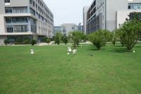 south_campus_2_doves_near_building_36_summer_2017_1