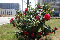 south_campus_2_flowers_spring_2019_1