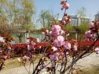 south_campus_2_flowers_spring_2019_10