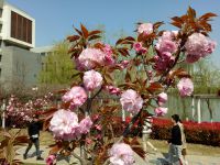 south_campus_2_flowers_spring_2019_12