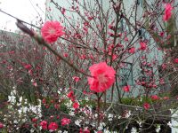 south_campus_2_flowers_spring_2019_3