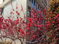 south_campus_2_flowers_spring_2019_7