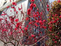 south_campus_2_flowers_spring_2019_8