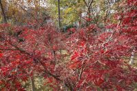 south_campus_2_red_autumn_leaves_3