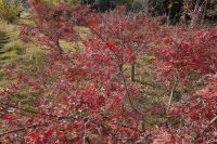 south_campus_2_red_autumn_leaves_4