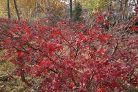 south_campus_2_red_autumn_leaves_5