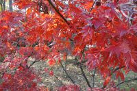 south_campus_2_red_autumn_leaves_6