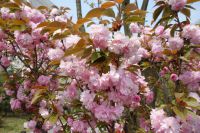 south_campus_2_spring_2020_flowers_30