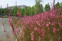 south_campus_2_spring_2020_flowers_66